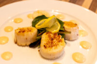 Scallops with Spicy Sauce Seared Scallops with Spicy Sauce plated with lemon slices, greens, and dots of yellow sauce.