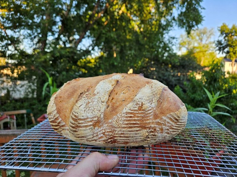 Rustic Bread or Baguettes